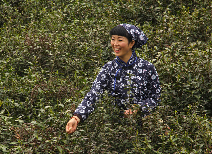 国风牡丹 短剧